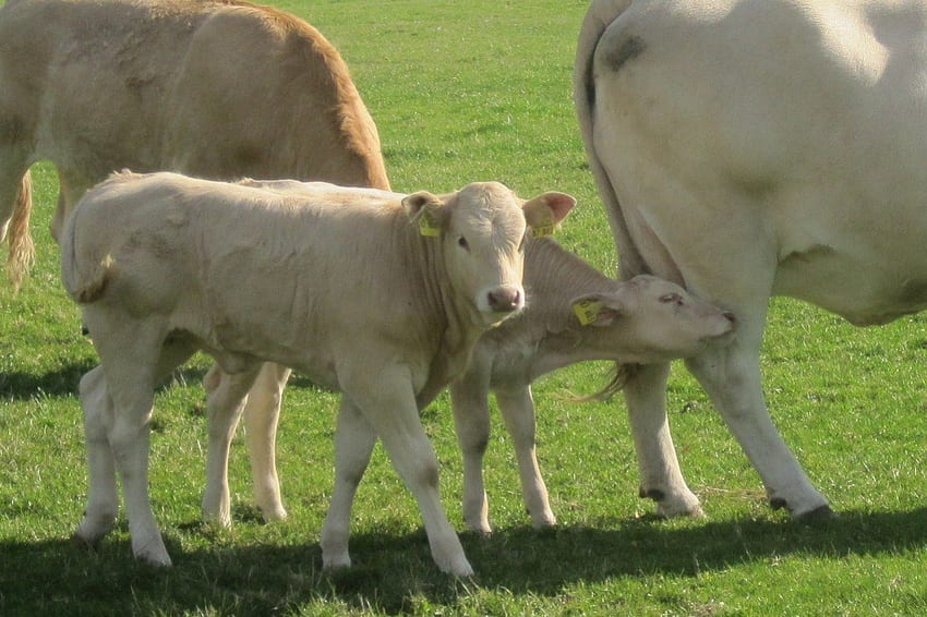 Młode, łydki, białe, krowy, zwierzęta, przyroda, trawa Tapeta HD