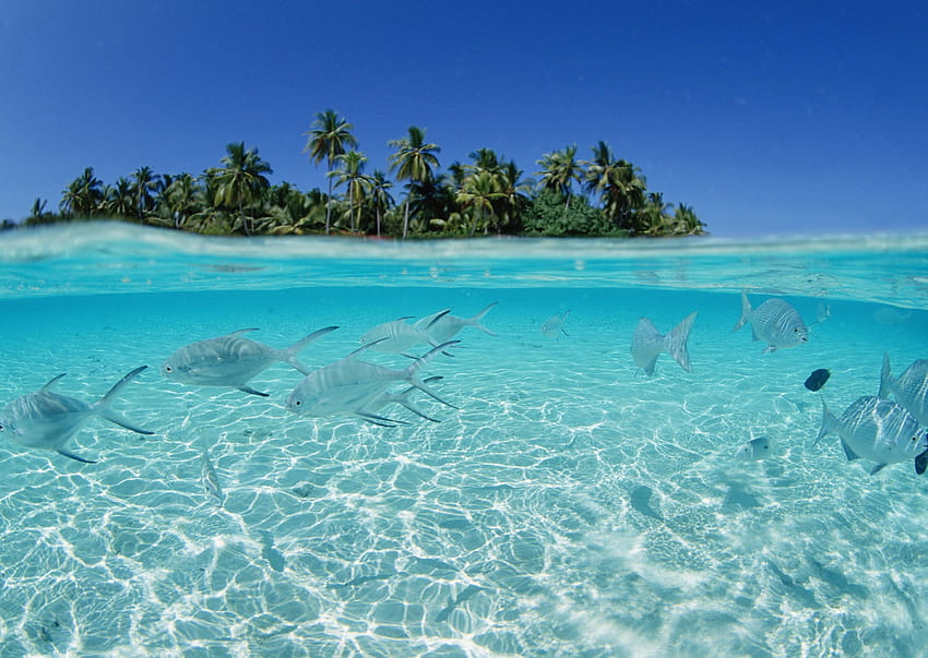 fish, flock, sea, shallow water, island, palm trees background HD wallpaper