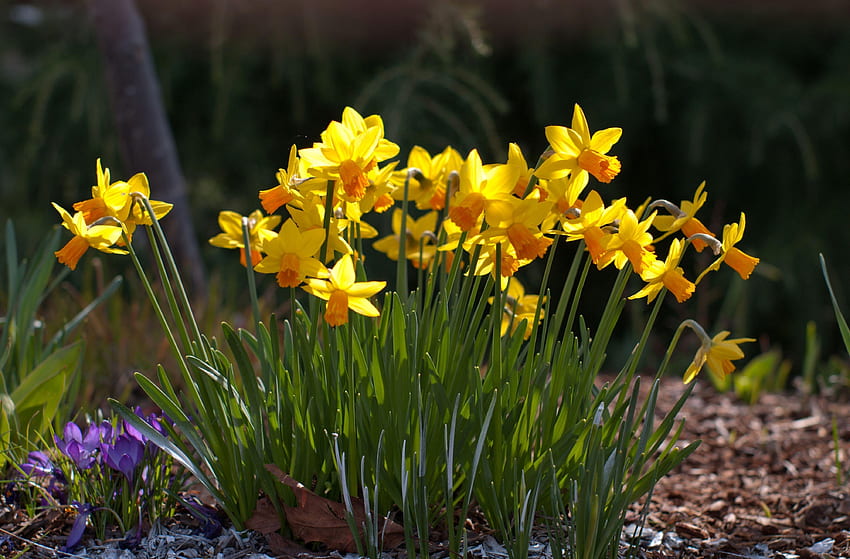 Flowers, Narcissussi, Polyana, Glade, Spring, Sunny, Crocuses HD wallpaper