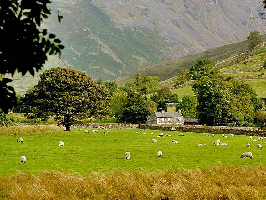 Montreat Scottish Society - Шотландски компютър, Земеделски пейзаж Шотландия HD тапет