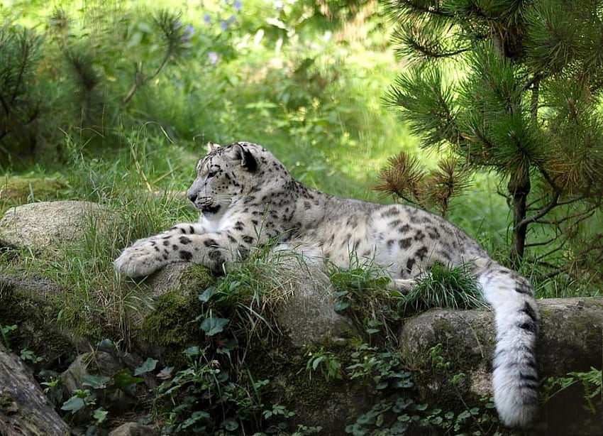 A SNOW LEOPARD, preitor, leopard, wildlife, big cat, cat, feline, spots HD wallpaper