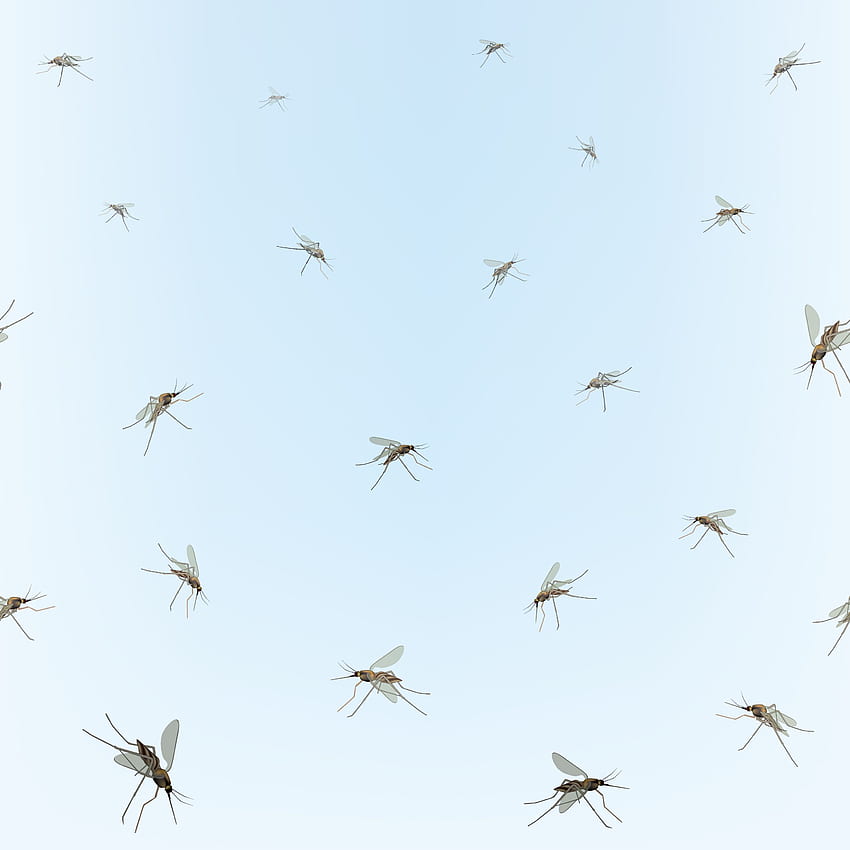 Mosquitoes on blue sky background. Incest pattern. - Vectors, Clipart Graphics & Vector Art HD phone wallpaper