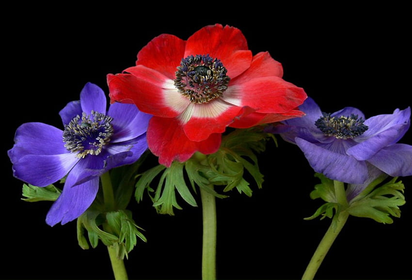 French anemones, anemone, summer, flowers, flower HD wallpaper