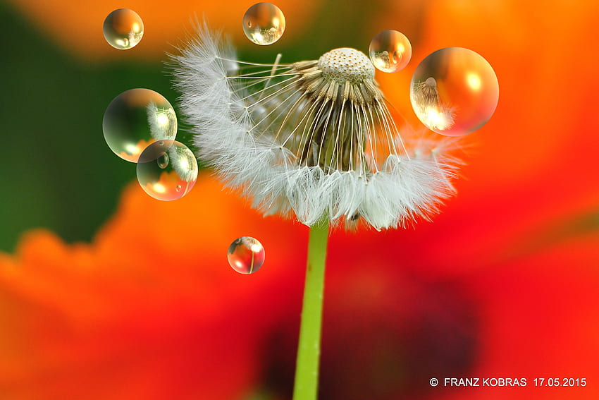 blowing in the wind, nature, frank, plants, kobras HD wallpaper blowing in the wind, nature, frank, plants, kobras HD wallpaper