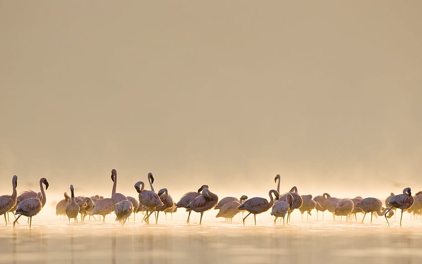 Flamingos Mac HD-Hintergrundbild