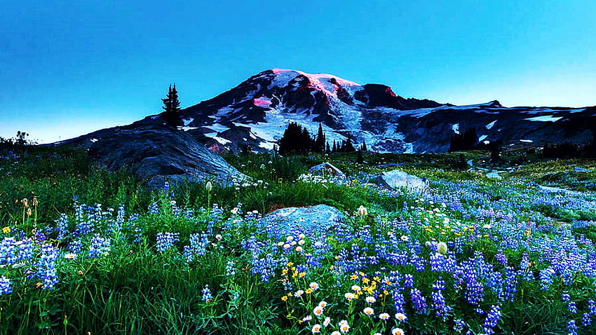 Mt. Rainier illuminato dal primo bagliore del sole nascente, boccioli, Washington, cielo, fiori, lago, Stati Uniti d'America, montagna Sfondo HD