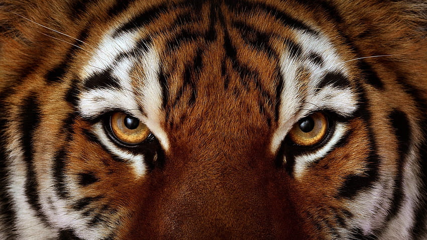 olhos de tigre, animal, branco, pele, tigre, tigru, textura, olho, laranja papel de parede HD