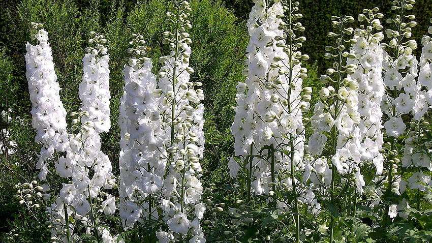 Delphinium, flowers, white, green HD wallpaper | Pxfuel