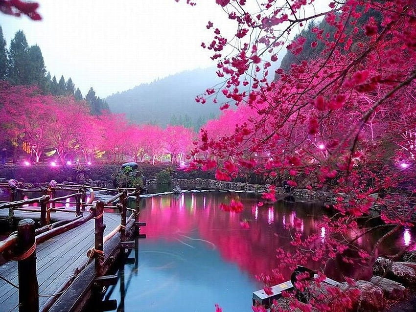 Jeziora: Blossom Lake Garden Cherry Pink Sakura Natura Japonia Sceneria Tapeta HD