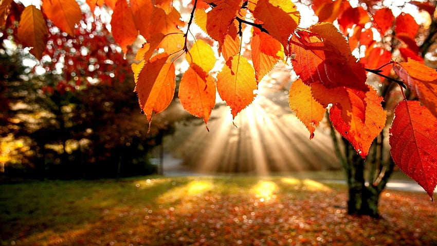 Есенна слънчева светлина, листа, есен, слънчева светлина, дървета HD тапет