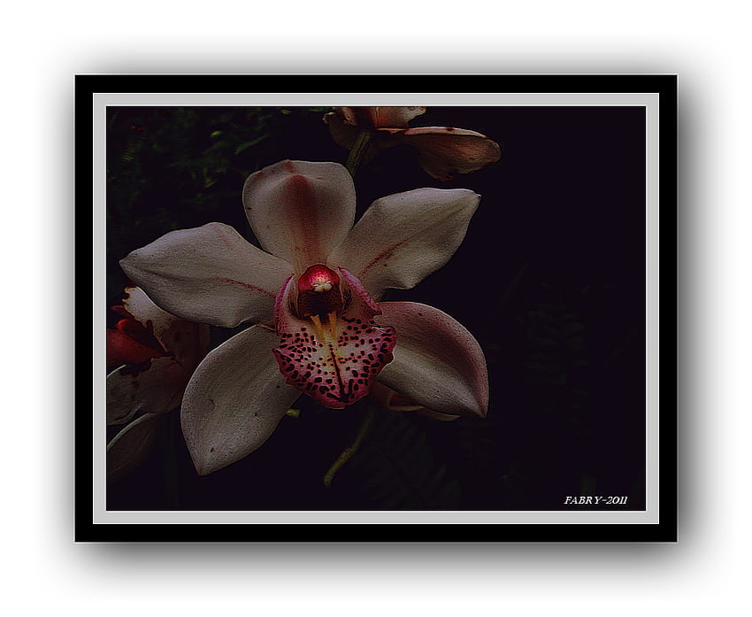 Orchid, orchidea, nature, flowers, fiore, fleurs HD wallpaper