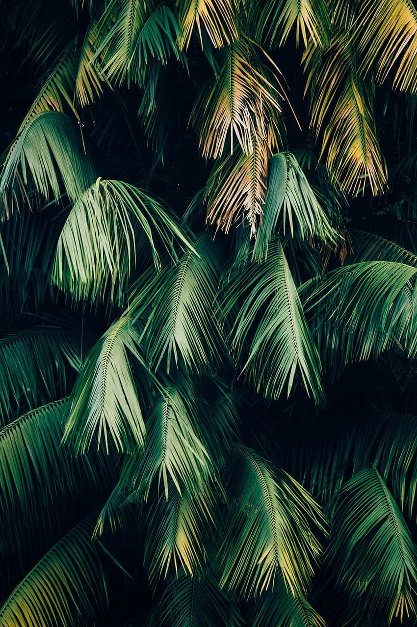 Tropical Green, Minimal Tropical HD phone wallpaper