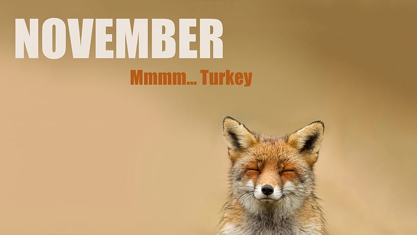 November, Musim Gugur, lucu, Thanksgiving, Musim Gugur, rubah Wallpaper HD