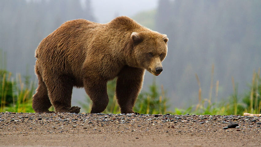 Brown Bear Background. Bear , Lonely Teddy Bear and Sad Teddy Bear HD wallpaper