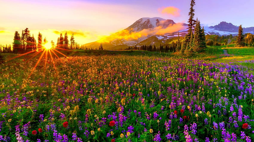 The Arrival Of Spring, meadow, blossoms, sunrise, colors, sky, mountain HD wallpaper