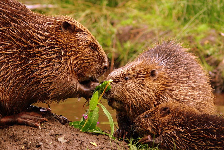 Beaver Stock Photos and Images - 123RF