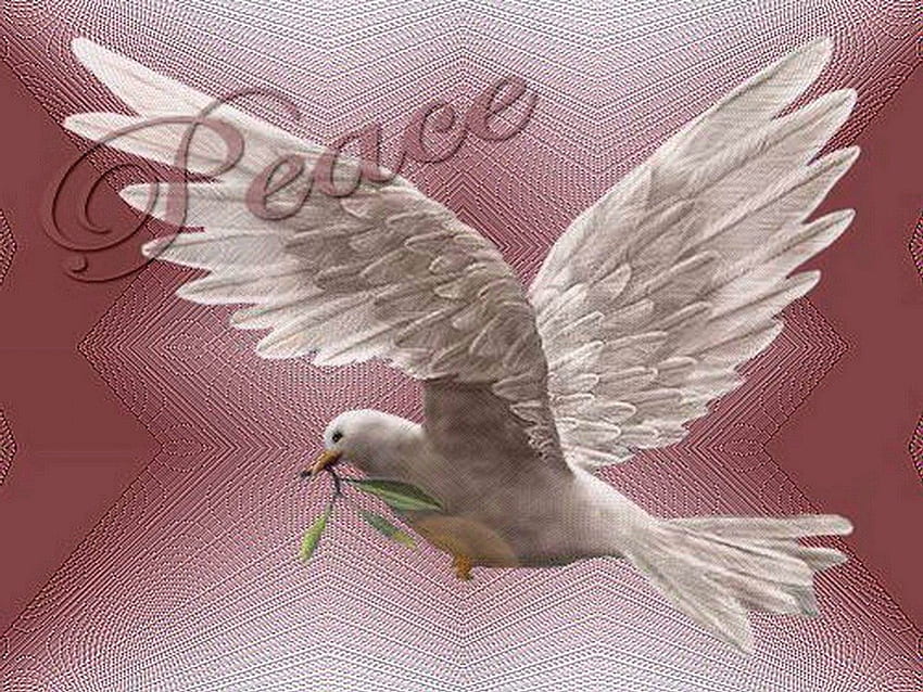 Dove of peace, pink, white, dove, symbol, peace HD wallpaper
