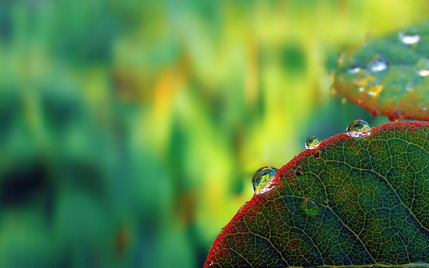 Blätter, Tropfen, Pflanze, Makro, Tau HD-Hintergrundbild