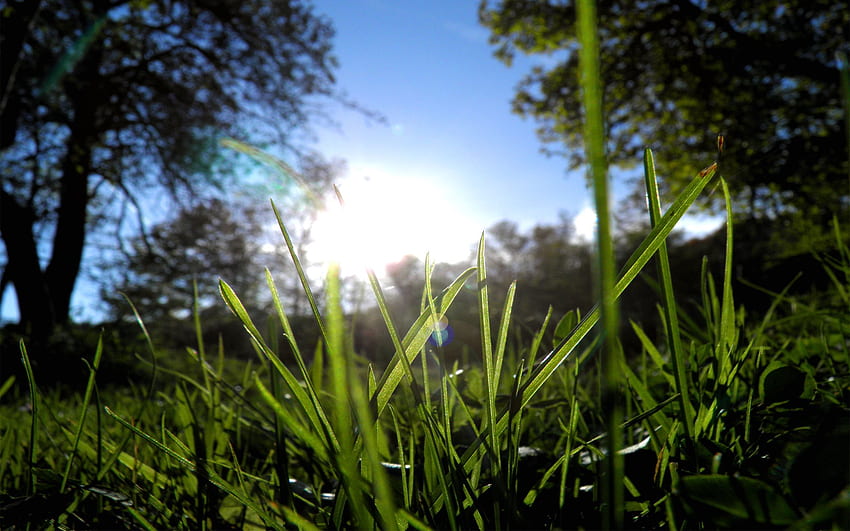 Природа, дървета, трева, слънце, зеленина, сутрин HD тапет