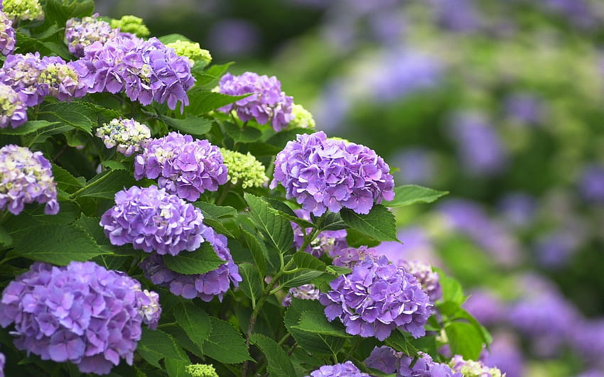 Purple flowers, hydrangea HD wallpaper