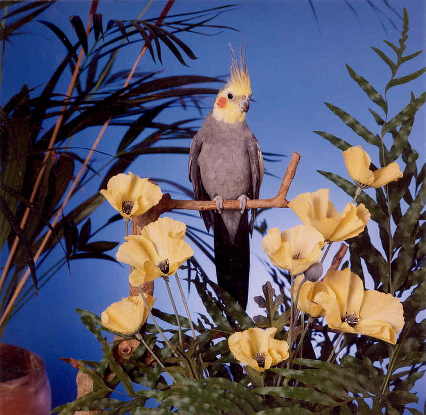 SENHOR. COCKY, pequeno, pássaro, tropical, papagaio papel de parede HD