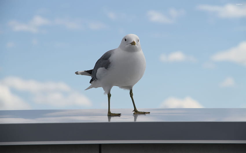 Seagull - Animal HD wallpaper | Pxfuel