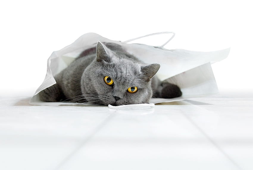 Cat in a bag, sweet, white, black, gray, cute, cat, beautiful HD wallpaper