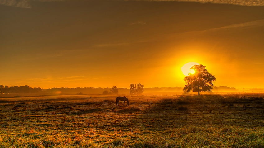 gloriosa puesta de sol sobre pasto, caballo, pasto, árbol, puesta de sol fondo de pantalla