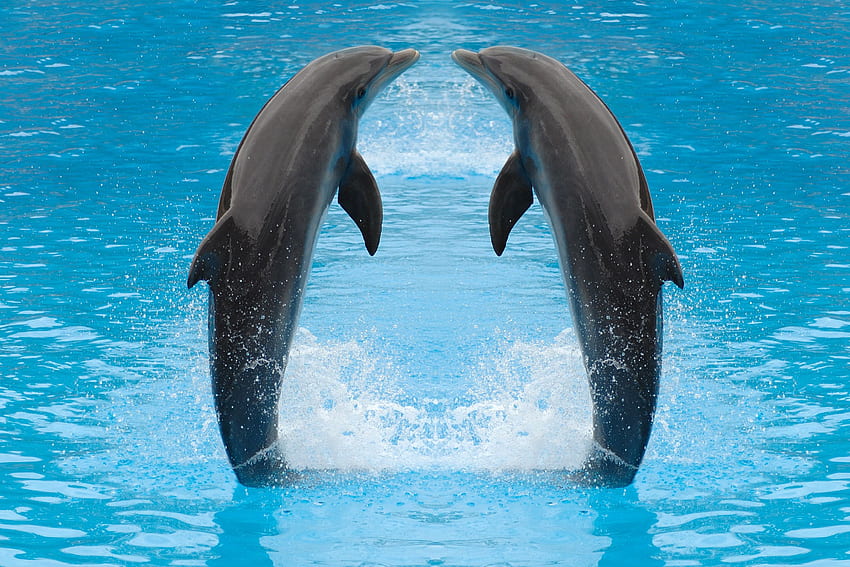 Cute dolphins show - 1032 HD wallpaper