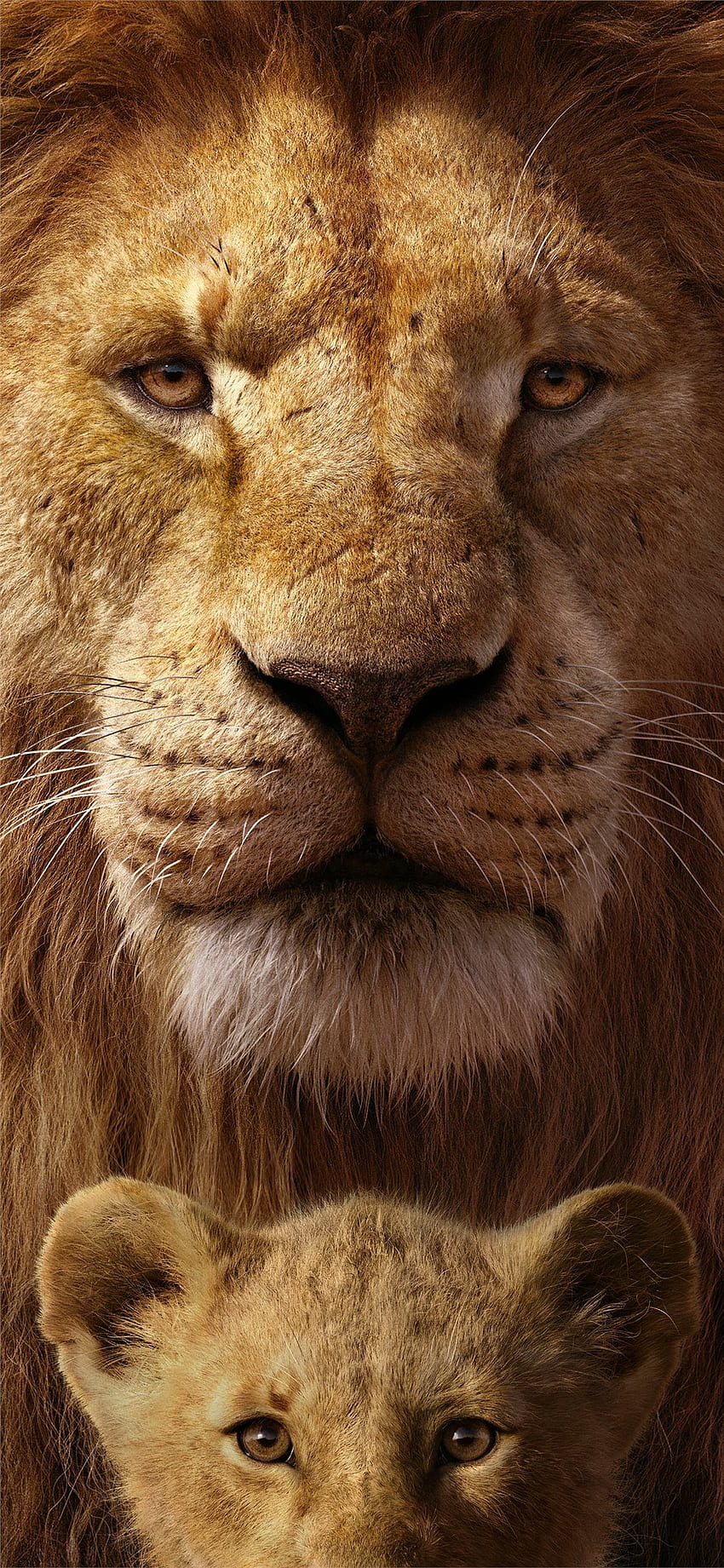 Best lion iPhone 11, Cool Lion HD phone wallpaper