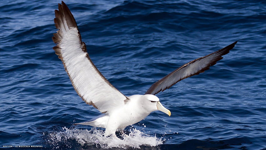 Albatros Sfondo HD