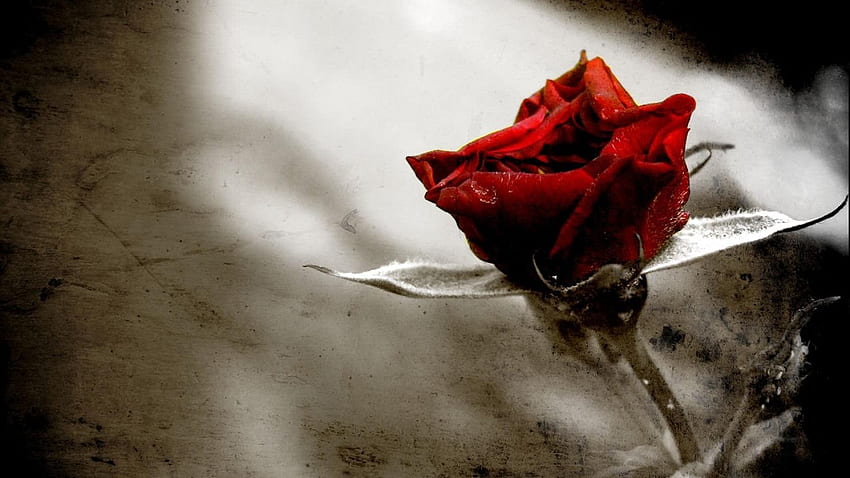 Papierrote gotische Rosen HD-Hintergrundbild