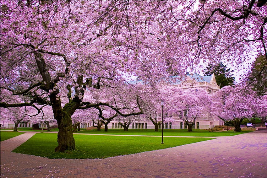 Cherry Blossom Tree Background, Japan Cherry Blossom HD wallpaper