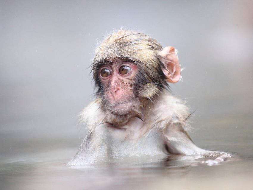 macaquinho tomando banho, macaco, banho, tomando, pequeno papel de parede HD