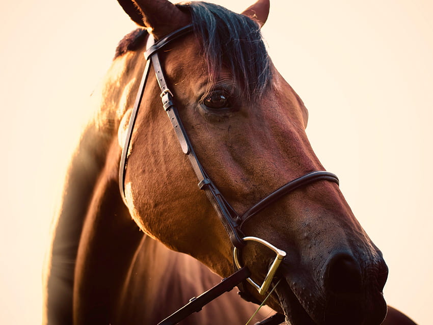 / a saddled horses face, _fiesta the horse HD wallpaper