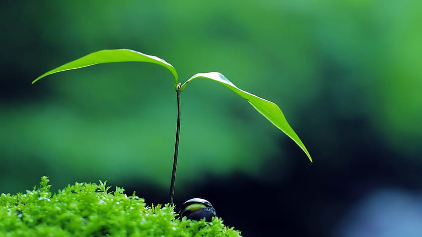 Plant, Green, Zen UTV Resolution - Pub HD wallpaper