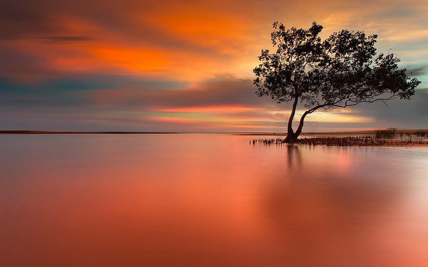 Lonely Tree In Peaceful Sunset HD wallpaper