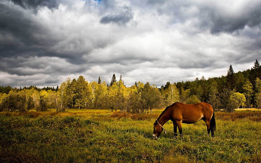 Animals, Trees, Grass, Field, Stroll, Horse HD wallpaper