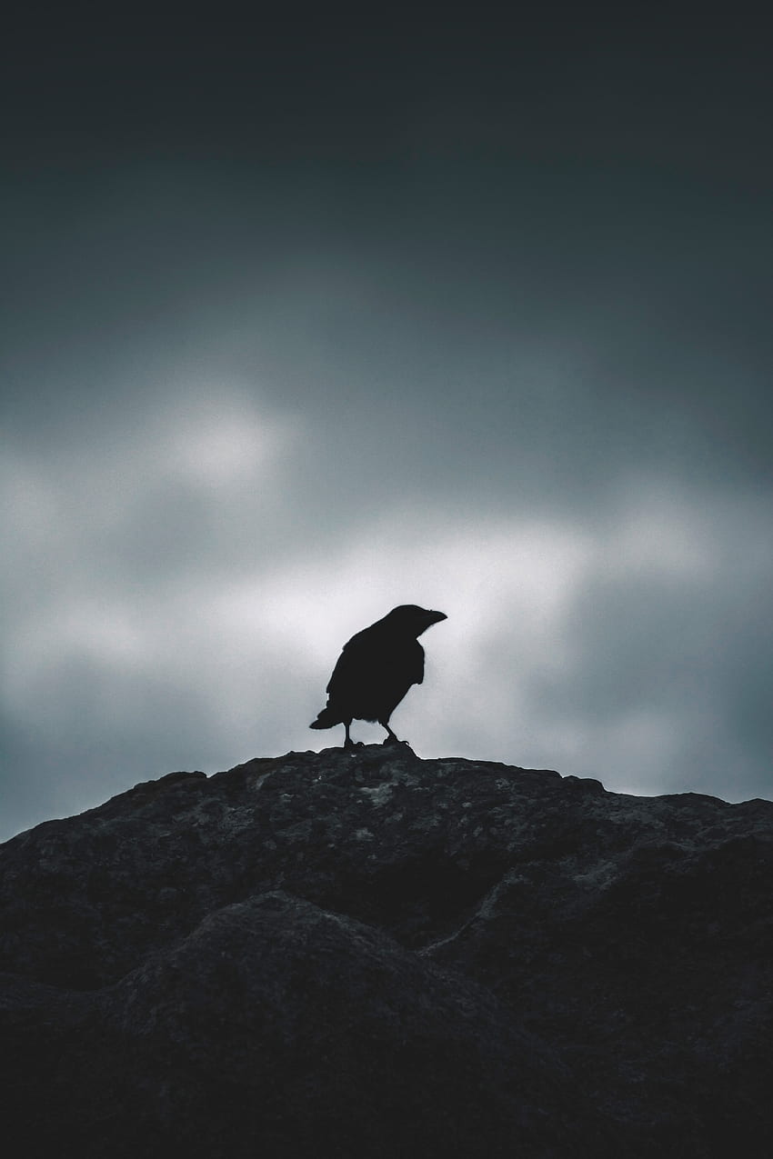 Animals, Sky, Dark, Silhouette, Bird, Raven HD phone wallpaper