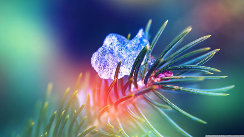 Ice, pine, close-up, melting, tree HD wallpaper