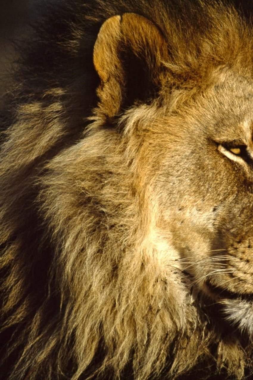 Lion - African Cat, Sad Lion HD phone wallpaper