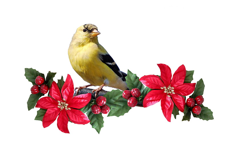 Poinsettias and bird, animal, bird, poinsettia, flower, christmas HD wallpaper