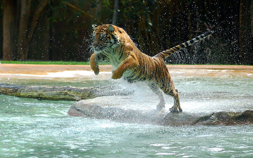 Animali, acqua, spray, tigre, rimbalzo, salto Sfondo HD