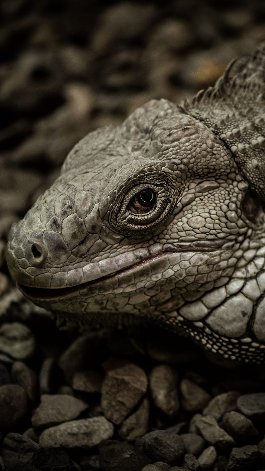 iguana, reptile, scales, stones iphone 8 HD phone wallpaper