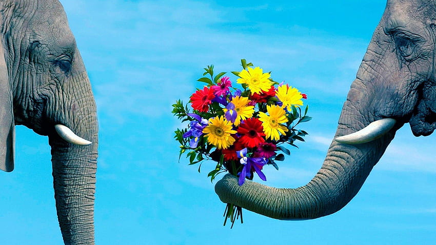 สัตว์, ดอกไม้, คู่รัก, คู่, ความโรแมนติก, การดูแล, ช้าง, งวง วอลล์เปเปอร์ HD