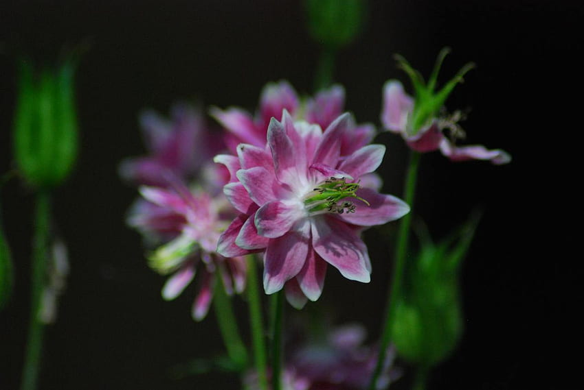 ยูนิค-โคลัมไบน์ สีน้ำเงิน โคลสอัพ สีม่วง สี ดอกไม้ ธรรมชาติ ดอกไม้ วอลล์เปเปอร์ HD