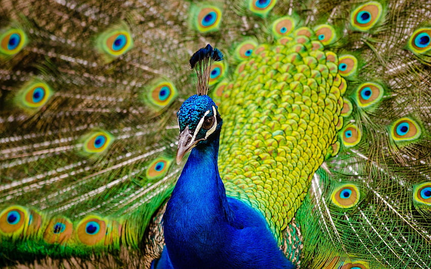 Peafowl, Indian peacock, , , Animals, Pure HD wallpaper