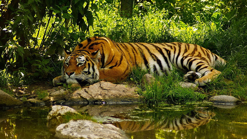 Красив тигър, спящ в зелената джунгла HD тапет