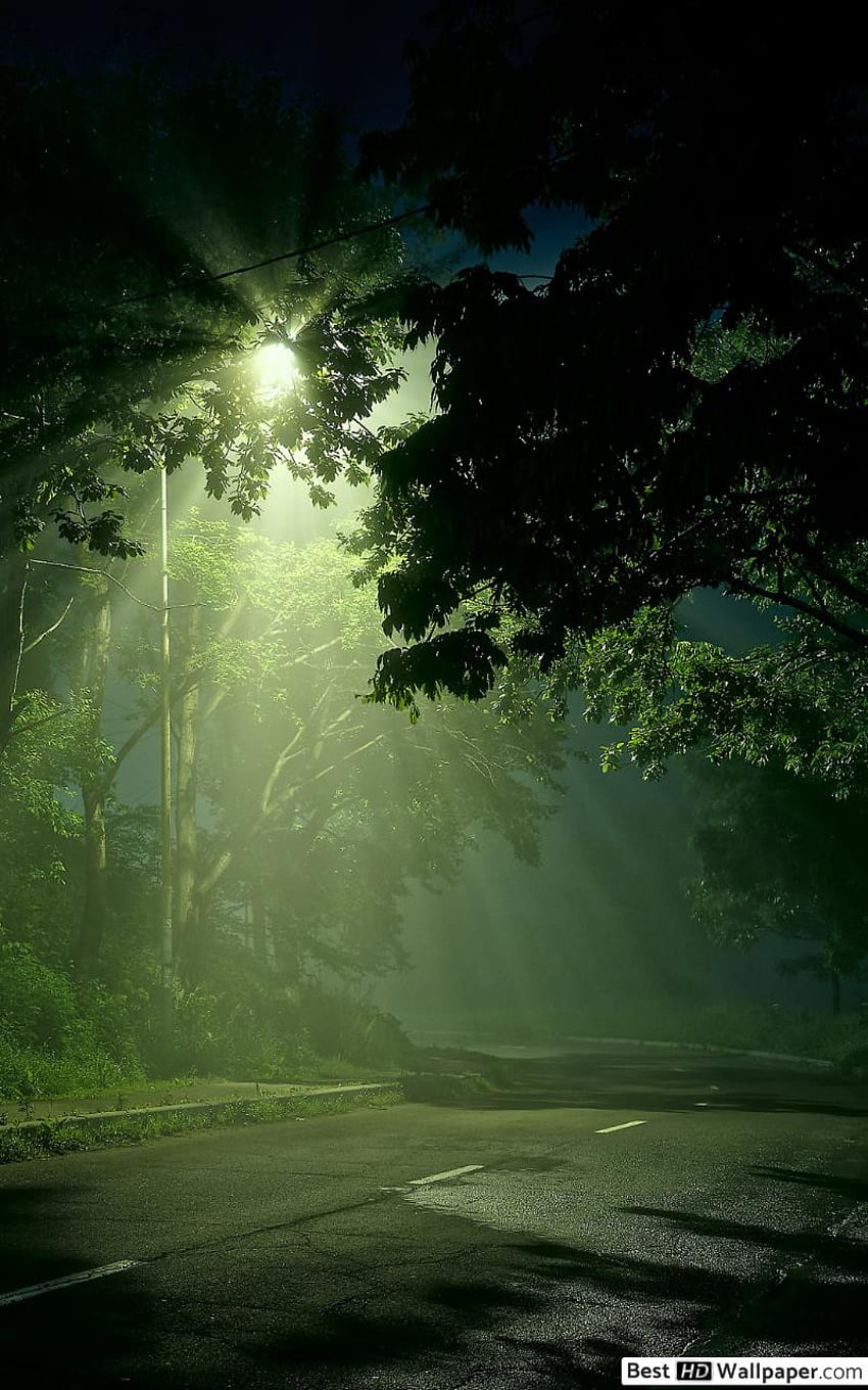 어두운 숲길에 빛나는 가로등, 어두운 자연 삼성 HD 전화 배경 화면