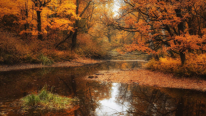 Shallow Stream In The Autumn Forest Nature HD wallpaper | Pxfuel